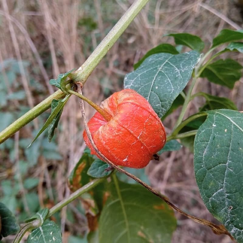 Kursi Lipat Nikahan Premium (Uji E2E) — foto 2