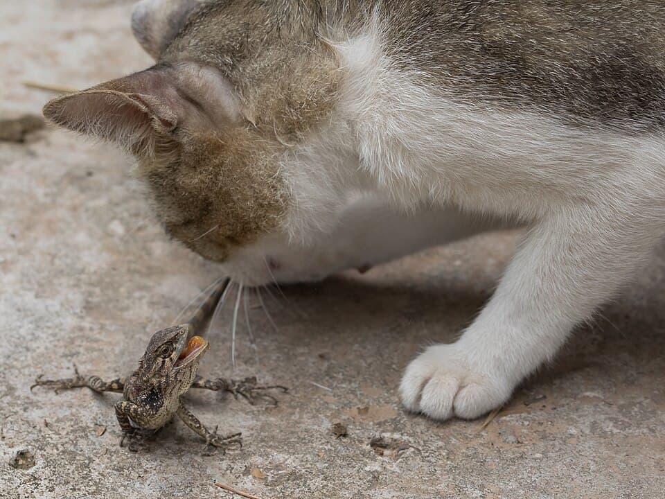 Box Pasir Kucing Tertutup — photo 3