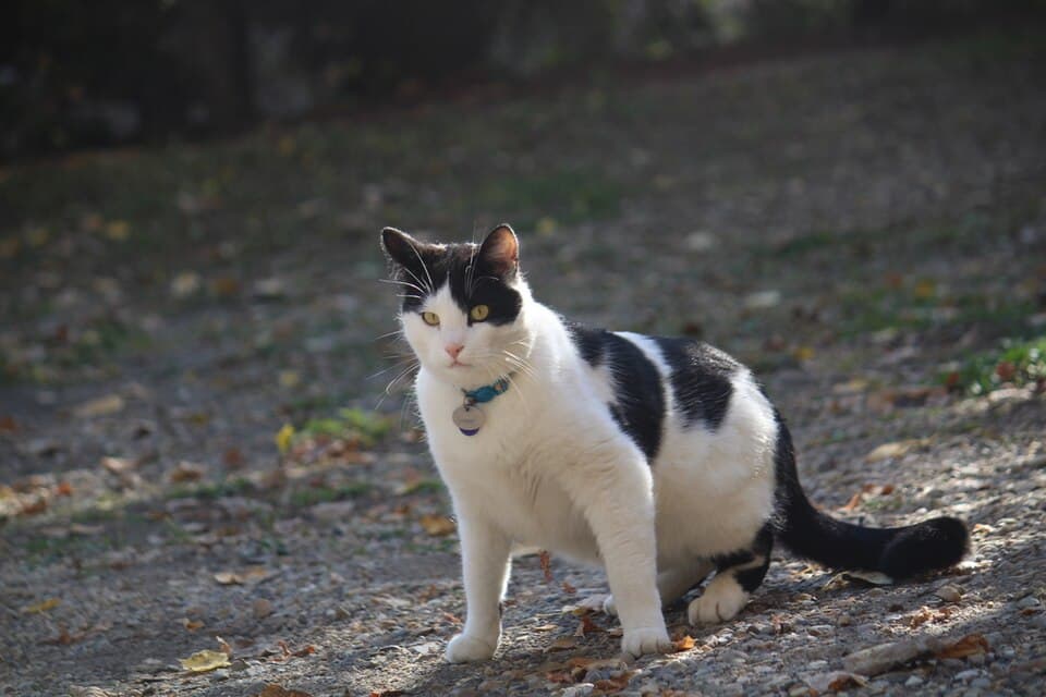 Sisir Kucing Otomatis