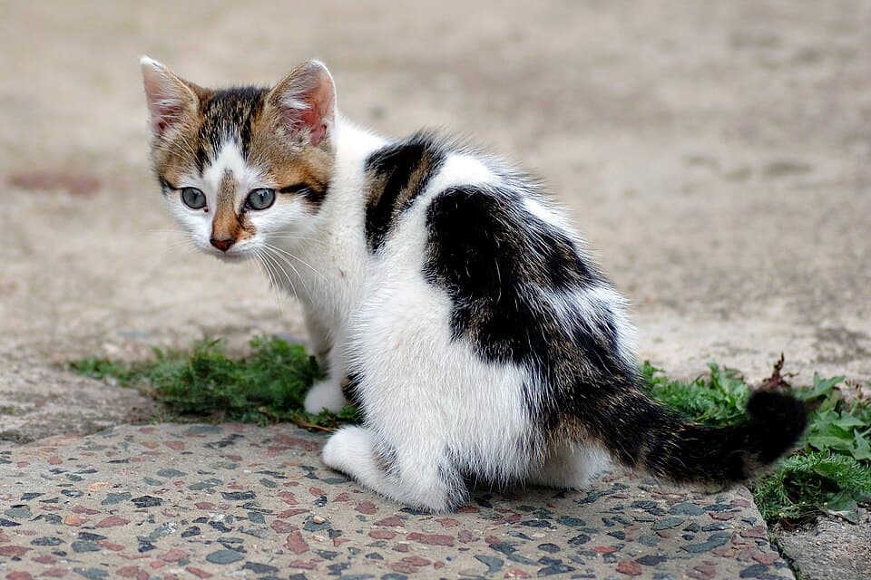 Sisir Kucing Otomatis — foto 3
