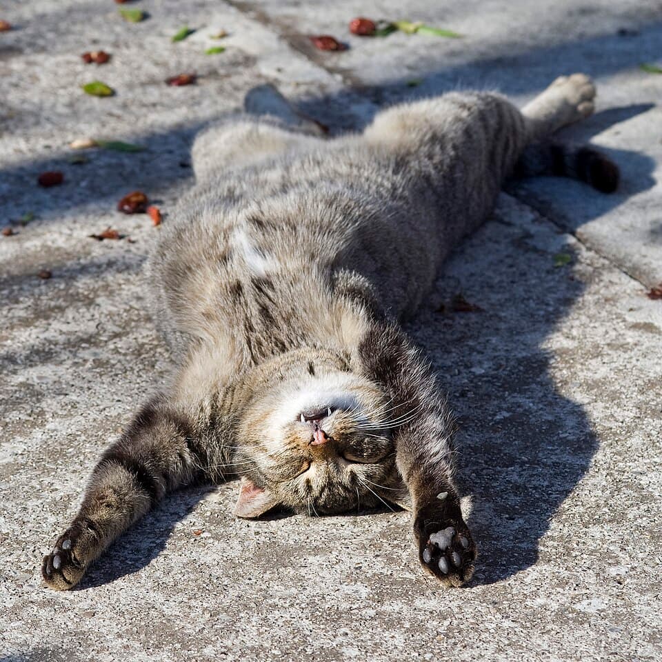 Sisir Kucing Otomatis — foto 4