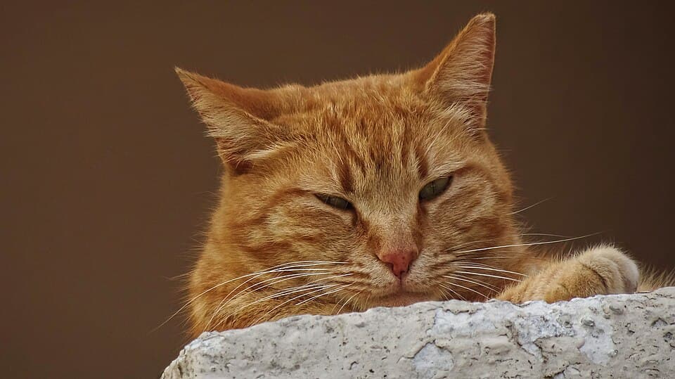 Mainan Interaktif Kucing — photo 2