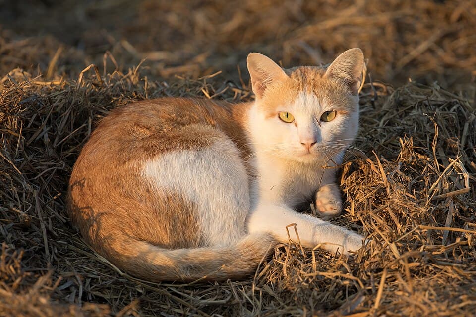 Pet Carrier Kanvas — foto 2