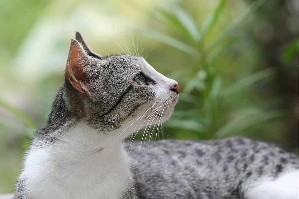 Grooming Kit Lengkap — photo 4