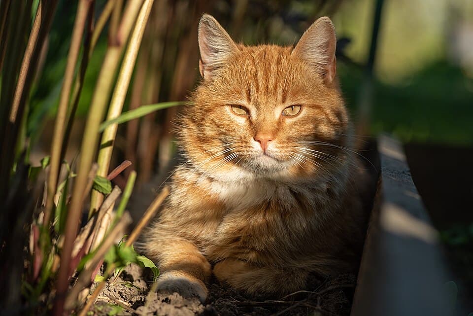 Kandang Anjing Sedang — foto 4