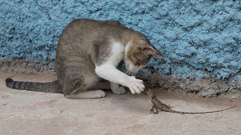 Tempat Tidur Kucing — photo 2
