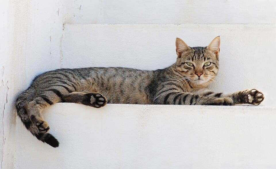 Kandang Kucing Portable — foto 2