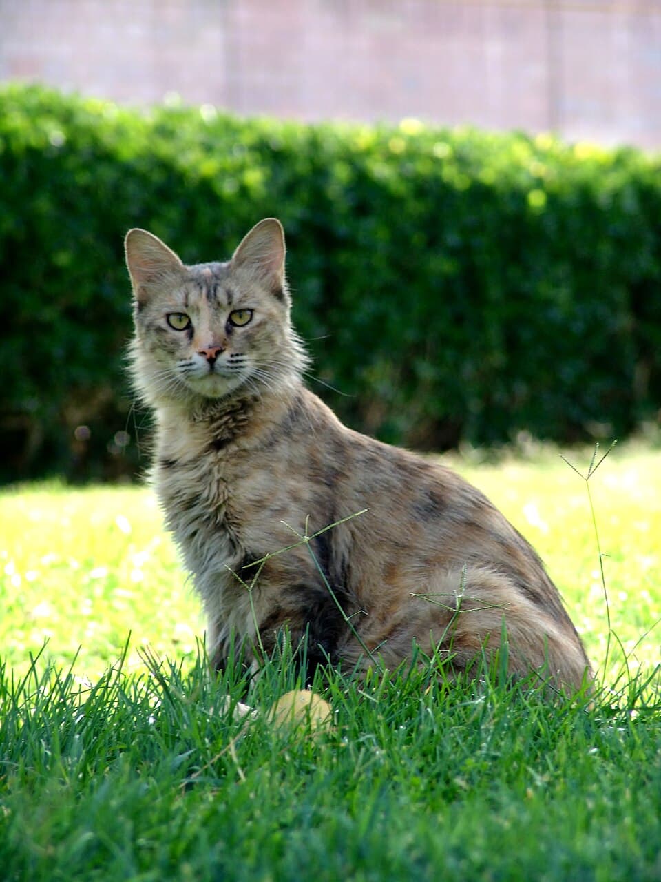 Kandang Kucing Portable — foto 3